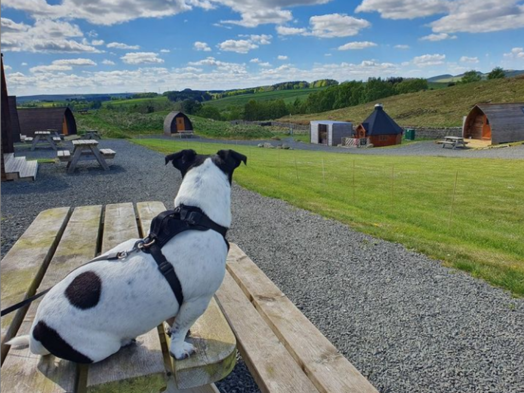 Dog friendly glamping site